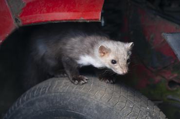 Steinmarder (Martes foina) sitzt auf einem Autoreifen, captive, Deutschland