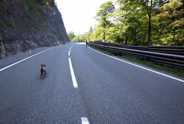 27 June 2026, Austria, Reutte: A dog is running on the closed B179 Fernpass Road. Photo: Karl-Josef Hildenbrand/dpa (Photo by Karl-Josef Hildenbrand/picture alliance via Getty Images)