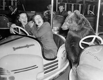 (Original Caption) The driver of the "bumpmobile" at right "bears" left to avoid hitting two shrieking females at a London fun fair. "Just a coupl'a human drivers," Susie the Bear remarks. The girls are Wynne Shearme (left), 23; and Marjorie Kennedy, 22.